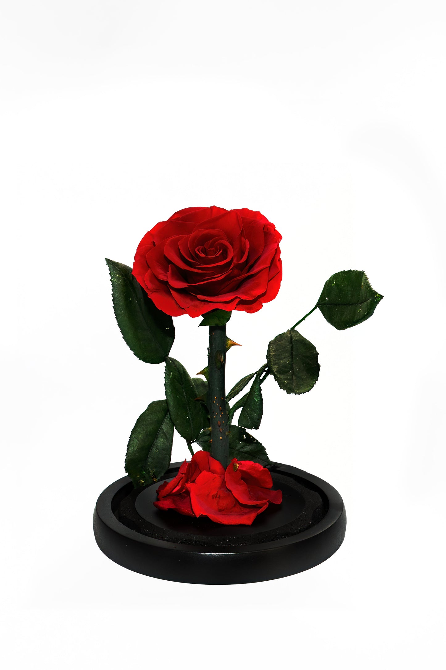 Small Single Rose Everlasting Dome - Black