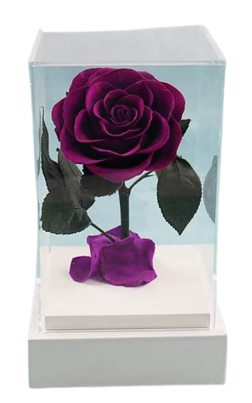 Single Everlasting Rose in Square Dome - Purple