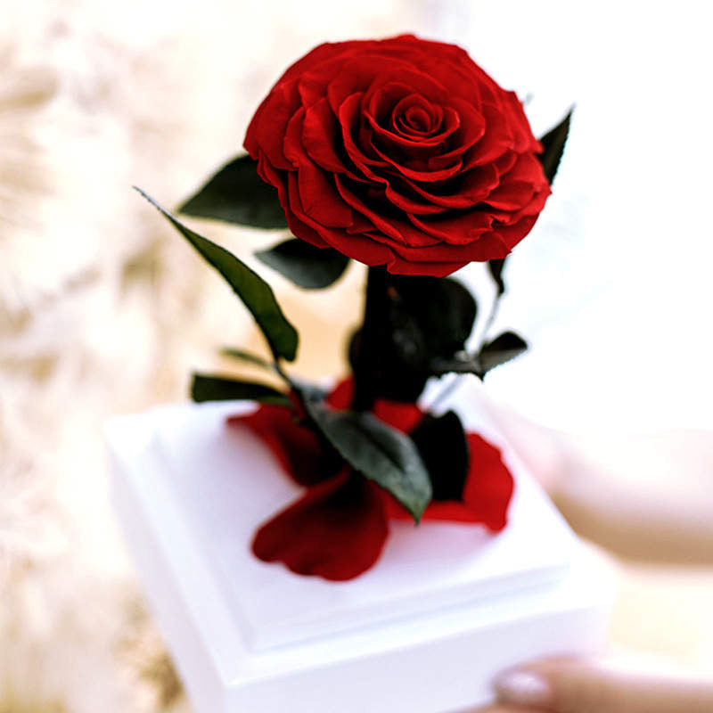 Single Everlasting Rose in Square Dome - Tiffany Blue