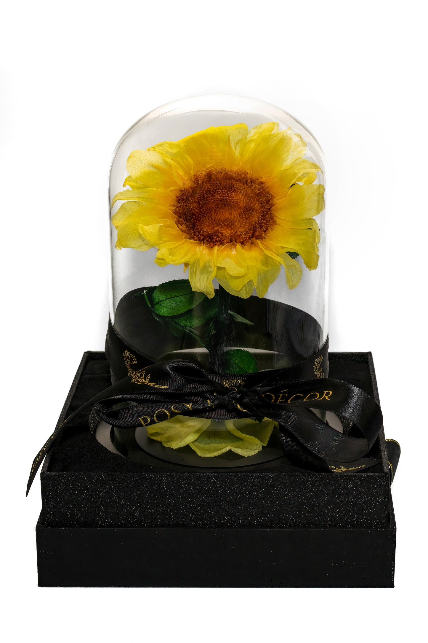 Single Sunflower Everlasting Dome