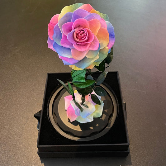 Large Single Rose Everlasting Dome - Rainbow