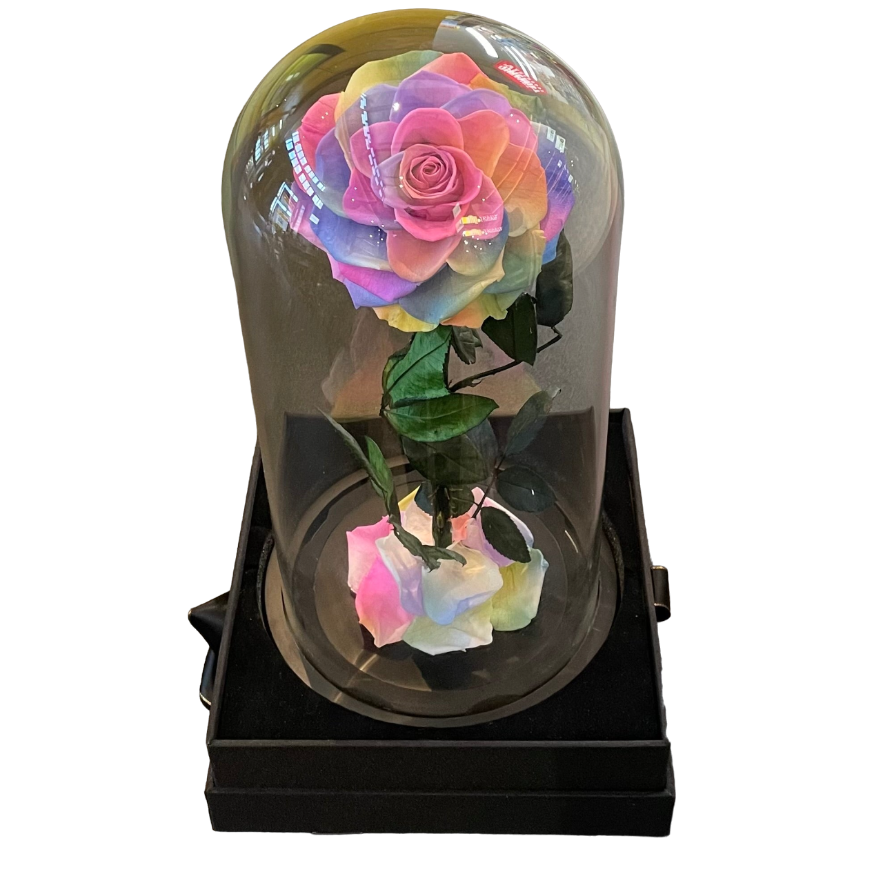 Small Single Rose Everlasting Dome - White