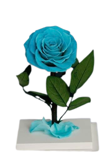 Single Everlasting Rose in Square Dome - Tiffany Blue