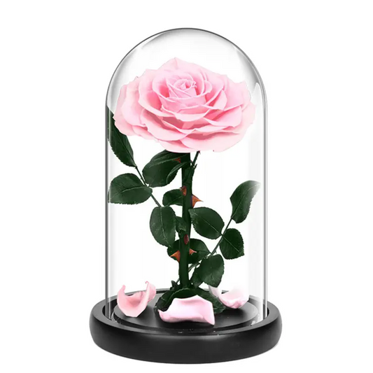 Small Single Rose Everlasting Dome - Pink