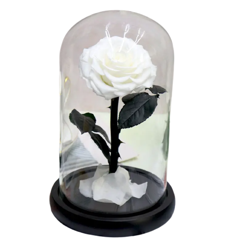 Small Single Rose Everlasting Dome - Black