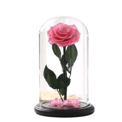 Large Single Rose Everlasting Dome - White