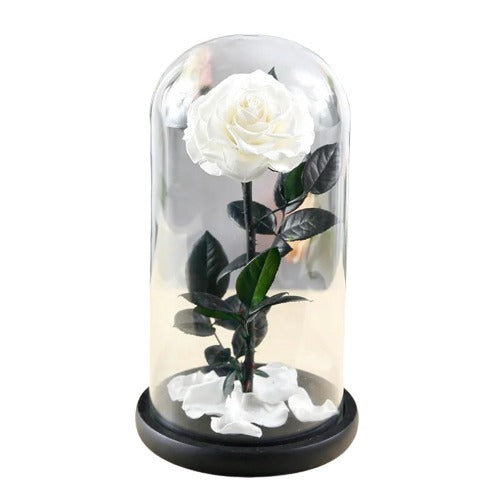 Large Single Rose Everlasting Dome - White