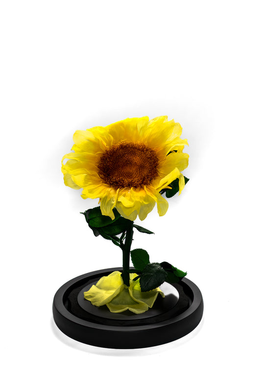 Single Sunflower Everlasting Dome