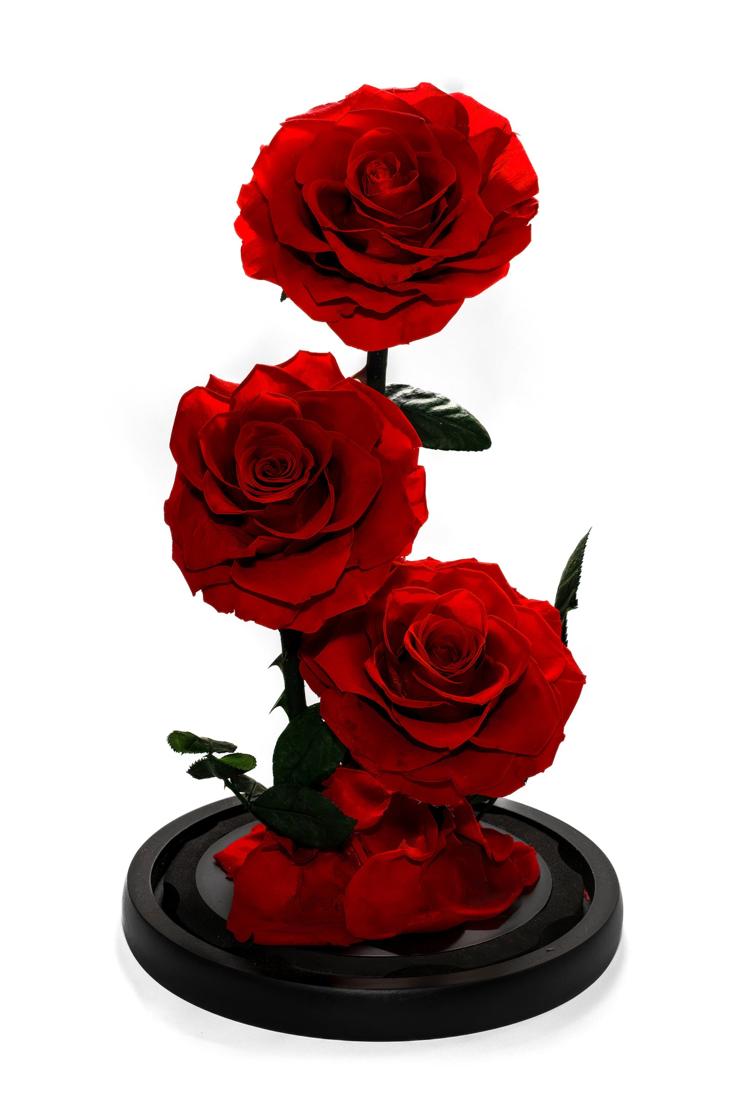 Trio Everlasting Rose Dome - Purple